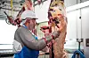 TYNGRE FOR KROPPEN: Arbeidstakere i næringsmiddelindustrien rapporterer mer muskel- og skjelettplager, luftveisplager, hudplager og nedsatt hørsel enn gjennomsnittet av de sysselsatte.