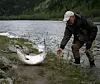 VILLAKS: Denne villaksen er fanga av ein fiskar i Gaula, ei av dei mest kjende lakseelvene i Norge. Laksefisket i Gaula har gått drastisk ned dei siste 30 åra, i likheit med dei aller fleste andre norske lakseelvene.