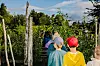 SKOLEHAGEN: Elever på tredje trinn på Blakstad skole på vei inn i skolehagen for å ha undervisning.