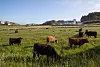 En flat dal med jordbruksland skjærer gjennom hele øya fra nord til sør