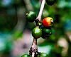 El Salvador er kjent for sin gode kaffe. Men det er ikke enkelt å være kaffebonde når myndighetene vil ta fra deg jorda du dyrker den på.