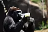 Også for dyrene har hetebølgen vært hard. I en dyrepark i Belgia får denne gorillaen iskald suppe på flaske for at den ikke skal bli for varm.