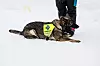 Hunden ekstra elsker den rosa ballen. Schæferen piper som en husky i savnet etter å dra ut i skogen og finne folk så den kan få gjensyn med den rosa ballen.