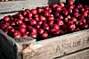HAGEEPLER: Over 1000 tonn epler presses i løpet av et år.