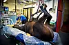 NTL-medlem Tone Knutsen Grindheim, veterinærassistent ved Bjerke Dyrehospital, passer på at den nykastrerte hingsten puster av seg selv etter operasjonen.