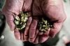 Humlen, som tilsettes i et senere tidspunkt av bryggeprosessen, er med på å sette bitterhet, aroma og smak på ølet. I jubileumsbrygget blir det brukt blomster framfor mer moderne pellets.