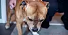 FØLGESVENN: Hunden har blitt en nødvendig del av soningstilværelsen for Nils.