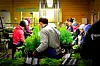 Sesongarbeidere hjelper med pakking av planter i kasser under høysesongen, som varer fra september til desember.