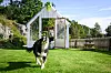 Cassie er en blanding av Border collie og australsk gjeterhund,  populært kalt Aussie. Hunden passer både huset og drivhuset.