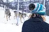 Ulvene har Ramona vært sammen med siden de var én uke gamle. (Arkivbilde fra tidligere sak)