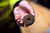Spinnehjul laget av hoftekule fra småfe eller gris. Hjulene ble brukt sammen med en tein (håndsnelle) for å spinne tråd.