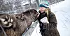 – Stine, vil du ha gulrot? Dyrepasser Ramona Pedersen mater og sjekker samtidig tennene til elgen Stine i Polar Park – helt til et firstemt ulvekor avbryter dem.