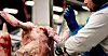Mange av arbeiderne innenfor fjærfekjøttindustrien går på minstelønnssatsene i NNN.