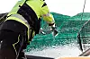 ROGNKJEKS: For å ta knekken på oppdretternes største problem – lakselusa – bruker Kvarøy rognkjeks, en liten fisk som spiser lakselus. Tiltak for å øke kvaliteten på fisken er mange.