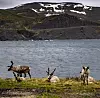 Både statsforvalteren og Sametinget har hatt innsigelser til en ønsket vindmøllepark på Snefjordhalvøya inne på fastlandet. Der er det nemlig både kalvings- og beiteområde for rein.