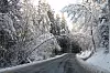 HENGER: Om det snør mer nå må noen med motorsag snart dele nok et nedfalt tre langs RV404.