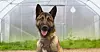 GLAD OG SMART: Norsk Folkehjelps minehunder er av rasen malinois, en belgisk gjeterhund. De er kjennetegnet ved sin intelligens, tilpasningsdyktighet og arbeidsglede.
