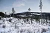 HOGSTFELT: I Hattfjelldal er mye av skogen flatehugget flere ganger. Det som plantes og vokser opp på et slikt hogstfeltet, er så artsfattig at det i realiteten ikke kan kalles en skog, men en granplantasje, mener Tage Vedal fra Naturvernforbundet.