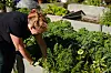 HAGE-ENTUSIAST: Gulrøtter og grønnkål er bare to av mange ulike grønnsaker Sølvi Bjørnerås dyrker i egen hage.