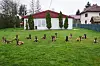 14 hunder som har gjennomgått de mange trange nåløyene for å bli minehund.