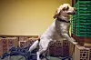 SPESIALIST: Å skjelne mellom narkolukt og alle mulige andre dufter, krever opplæring tilsvarende ti hundeår.