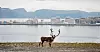 Gassanlegget på Melkøya utenfor Hammerfest skal etter planen forsynes med strøm fra land.