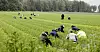 AVHENGIG AV UTENLANDSKE SESONGARBEIDARAR: Landbruket har den lågaste allmenngjorte minstelønna for ufaglærte over 18 år. Mange får meir i dagpengar. Bildet viser vietnamesiske sesongarbeidarar på ein jordbæråker i Lier, Buskerud.