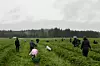 Høsting av jordbær må skje uavhengig av været.