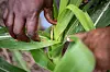 HER LIGGER LARVA: Drysser du litt sand oppi planten, kryper larva opp og kan fjernes enkelt.