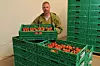 Dagfinn Mysen sjekker jordbærene som har kommet inn på kjølerommet. Produksjonsmålet i år er mellom 220 og 250 tonn jordbær.