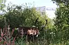 Utenfor barnevernskontoret kommer en rein gående, den gresser i grøftekanten.