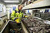 KVALITETSKONTROLLØR: Adam Bartnik gjør den viktigste jobben på anlegget, mener fabrikksjefen. Han ser om kvaliteten på metallene fra shredderen er god, og han plukker ut jern og kobber for hånd.