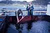 OPPDRETT I FINNMARK: Dette bildet er tatt i Kvalsund sør for Hammerfest i Finnmark i 1974, og viser to menn ved brønnrommet i en brønnbåt.