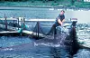 Fisken på dette oppdrettsanlegget i Bjugn i Trøndelag ble håvet ut med håndmakt.