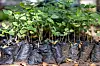 Fagbevegelsen og regjeringen har inngått en avtale om å replante trær i hele landet. Bildet er fra et plantesenter hvor det dyrkes opp små trær som senere kan plantes i avskogede områder.