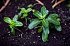 KURERER KREFT: 90 prosent av alle som har barneleukemi overlever takket være prydplanten rosegravmyrt. Den får små rosa blomster, vokser vilt på Madagaskar og dyrkes som stueplante over hele verden.