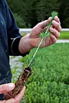 ET PRAKTEKSEMPLAR: Ute på frilandsområdet viser Olav Hunter hvordan en skikkelig skogplante skal se ut. Granplantene er utviklet spesielt med tanke på god omløpshastighet i skogen.