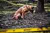 FUNN: Hunden Yogi markerer funn av sprengstoff. Det viser seg å være en antipersonellmine.