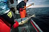 Fiskeri-, havbruk og nye marine næringer vil alene kunne gi 12.600 nye arbeidsplasser i Nord-Norge i 2030 - hvis det satses, mener utredningen som har vurdert mulighetene for økt verdiskaping i nord.