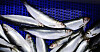9.000 tonn sild er solgt til Danmark. Det får den norske fiskeindustrien til å rase.