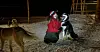 UNGDOMSTILITSVALGT. Linda Maria Monsen Vassdal skulle gjerne drevet kun med hundekjøring, men hun trives også godt i jobben i LNS Spitsbergen.