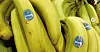 Alle 7000 arbeidere ved bananplantasjer i Panama får nå sparken, opplyser myndighetene i Panama.