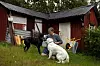 22. juli var det to schæfere som ga Hege selskap da hun kom hjem fra jobb. I dag kommer jaktlabradoren Sverre og golden retrieveren Sverre.