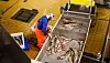 Arbeidere i fiskeindustrien skal slippe å fryse.