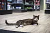 Stripete katt ligger på gulvet i butikken Reknes Byggjevarer.