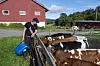 Bendik Kjærstad med en blå bøtte ved en fôrhekk med storfe utenfor en rød låve.