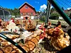 Sand Gård har en del dyr som gjester kan besøke mot å løse billett. Hvert år besøker rundt 30.000 gjester gården.