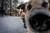 Jeanette Lea Romslo er opptatt av hunden i et folkehelseperspektiv. Her med Kompis, som hun møter for første gang, som koser seg på et friområde for hund i Oslo.